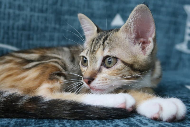 O gato fofo está brincando com uma bola de fios rosa. curioso gatinho  deitado em cima