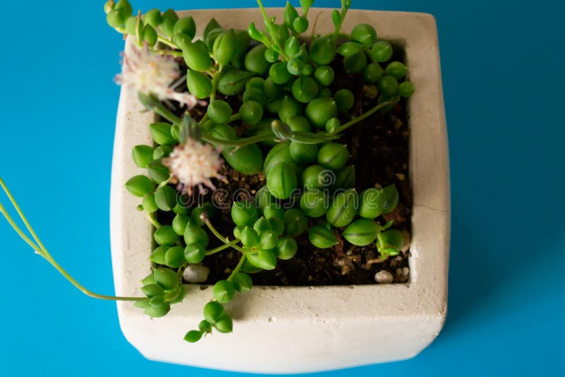 Feche O Macroctus Suculent Senecio Herreianus Curio Herreanus Corda De  Contas De Melancia Em Vaso De Flor Branca Em Azul Imagem de Stock - Imagem  de planta, flor: 178823437