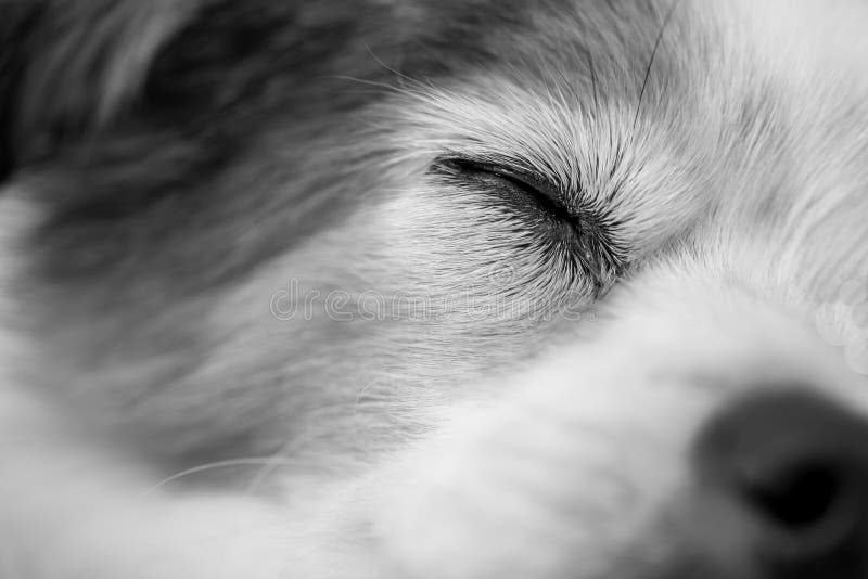 Feche o olho e o rosto do cão-cama a preto e branco imagens de stock