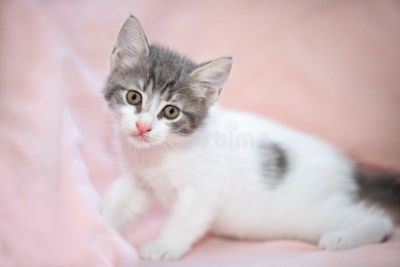 Feche o retrato de um adorável gatinho branco e cinza, de dois meses, em um cobertor cor-de-rosa, olhando curiosamente para a câm fotografia de stock Feche o retrato de um adorável gatinho branco e cinza, de dois meses, em um cobertor cor-de-rosa, olhando curiosamente para a câm fotografia de stock