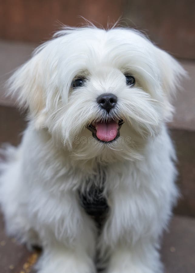 Feche o retrato de um cão de frita branco engraçado, bichon, Pets favoritos imagens de stock