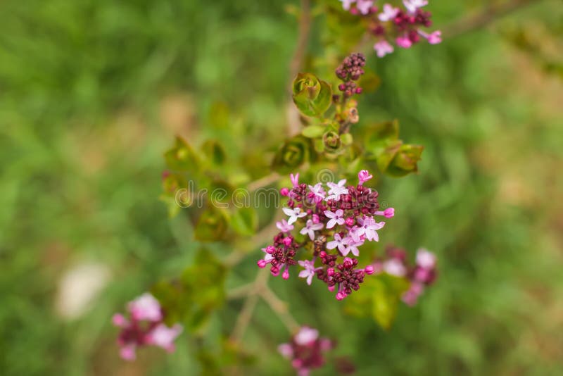 Feche os botões de floração lilás da primavera Macro Spring natural background fotografia de stock royalty free Feche os botões de floração lilás da primavera Macro Spring natural background fotografia de stock royalty free