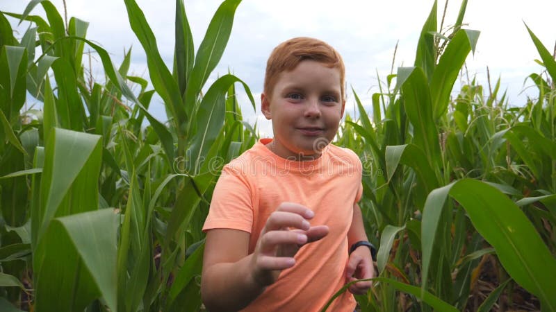 Feche um garoto fofo de cabelo vermelho correndo pelo campo do milho e tentando chegar à câmera com a mão Feliz pequeno