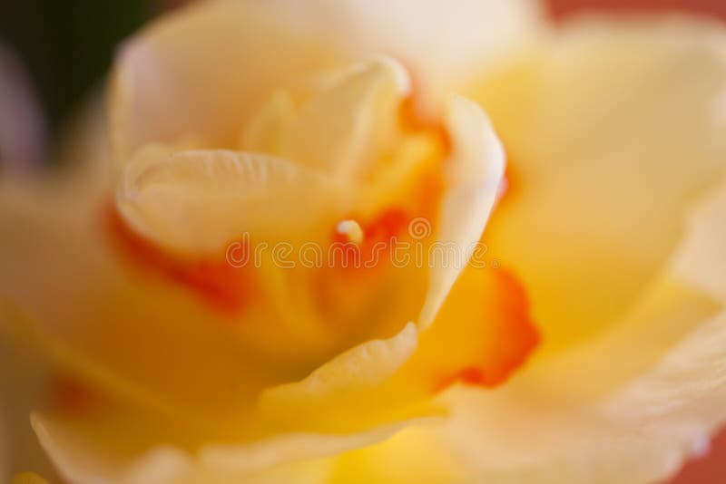 Close-up of beautiful spring yellow daffodil flower on light background. Close-up of beautiful spring yellow daffodil flower on light background