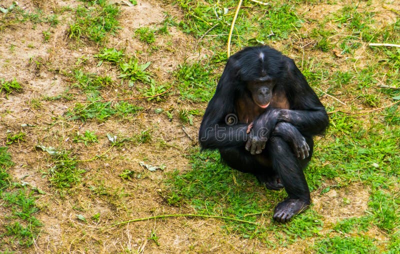 Fecho de um bonobo fêmea sentado na grama, macaco humano, chimpanzé pigmeu, espécie primata ameaçada da África