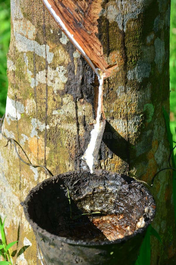 Fecho do leite de borracha ou da indústria do látex na malásia. imagem de stock