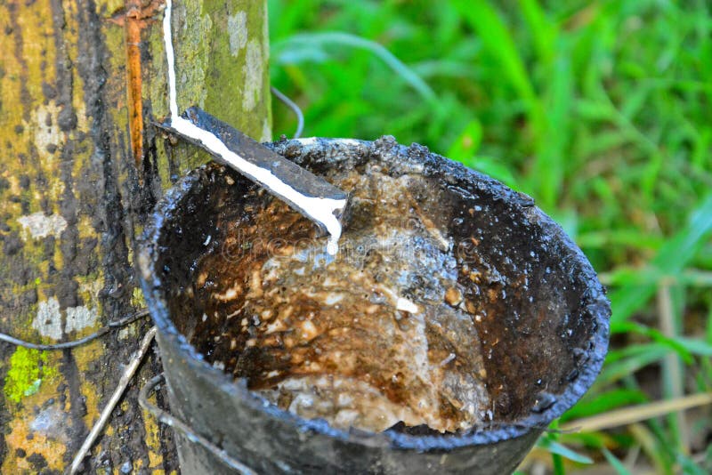 Fecho do leite de látex ou de borracha na plantação da malásia imagens de stock royalty free