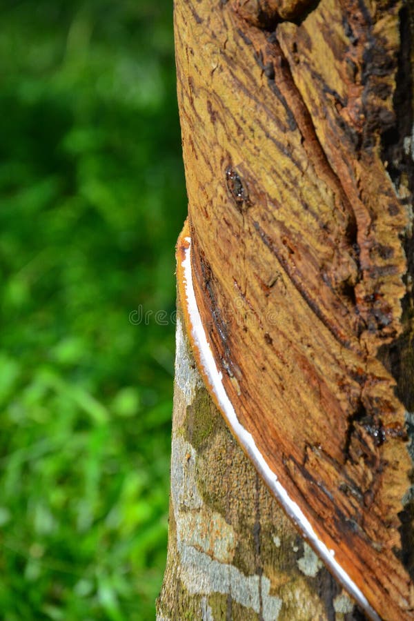 Fecho do leite de látex ou de borracha na plantação da malásia imagem de stock