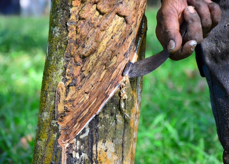 Fecho do leite de látex ou de borracha na plantação da malásia imagens de stock