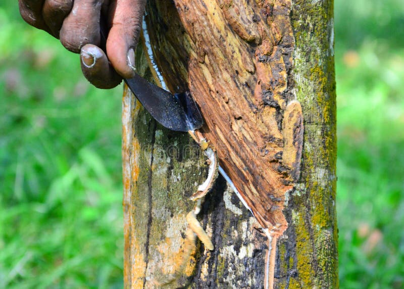 Fecho do leite de látex ou de borracha na plantação da malásia imagem de stock
