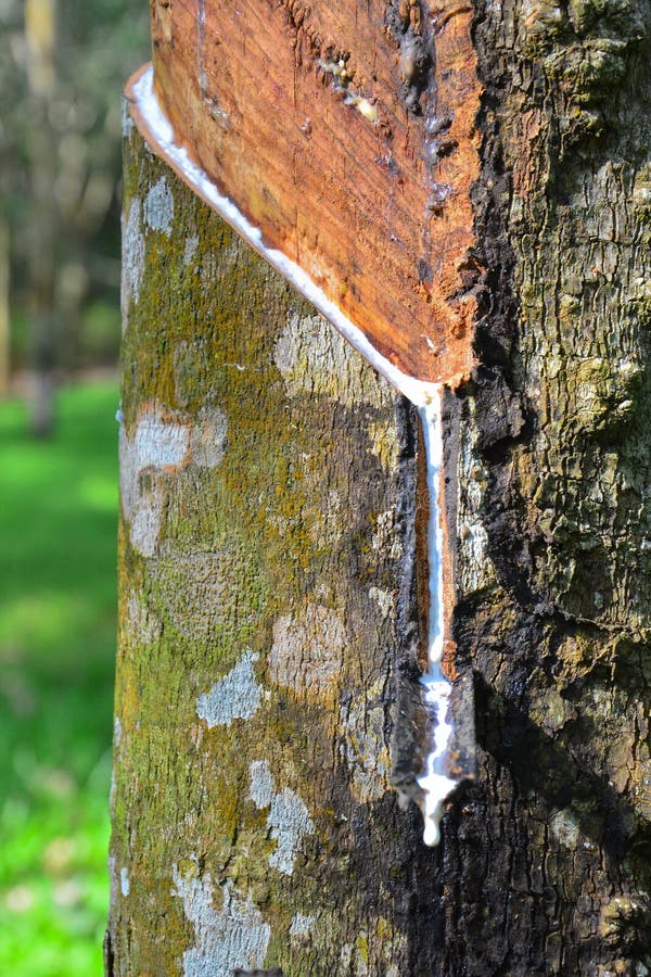 Close-up de látex ou seiva de borracha numa plantação na Malásia imagem de stock royalty free