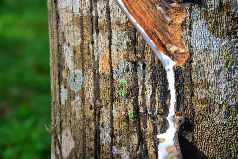Fecho do leite de látex ou de borracha na plantação da malásia fotografia de stock