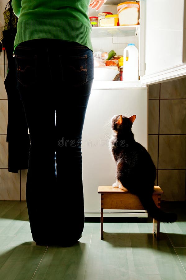 Il Suo Padrone Lo Chiude Accidentalmente Nel Frigorifero, Ma Questo Gatto Sa Perfettamente Come - Foto 9