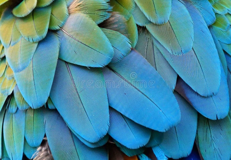 Feder lizenzfreies stockbild Feder lizenzfreies stockbild