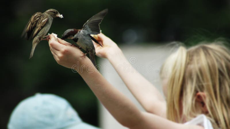 Birds Having Sex Stock Image Image Of Momment Feathered 392901