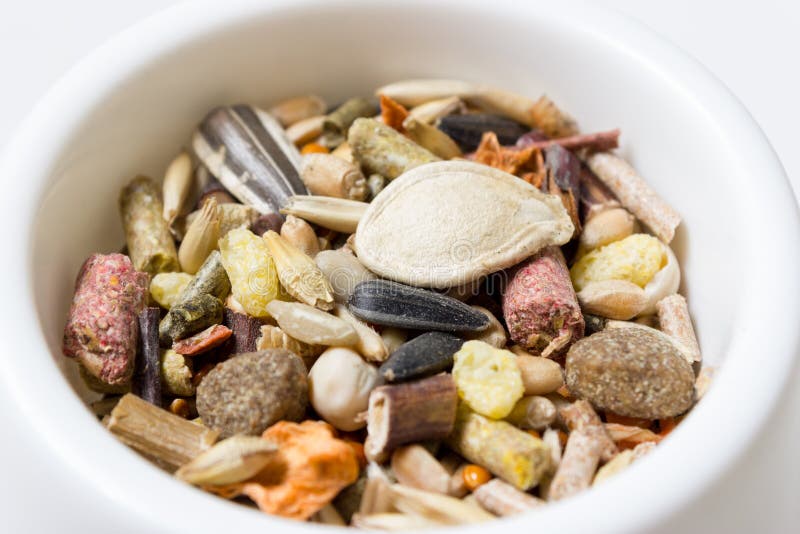 Feeder with rodent`s feed stock photo. Image of high 72102896