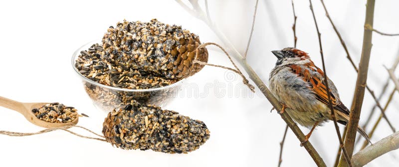 Feeders for birds from seeds royalty free stock photo Feeders for birds from seeds royalty free stock photo