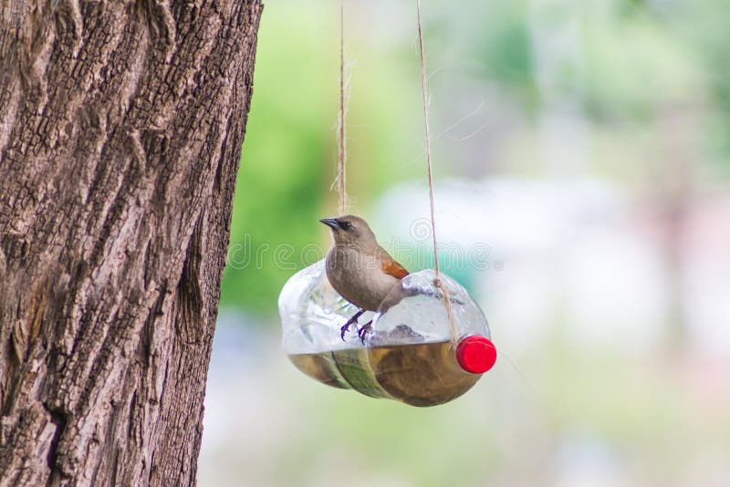 handcrafted bird feeders and waterers made with recycled plastic bottles