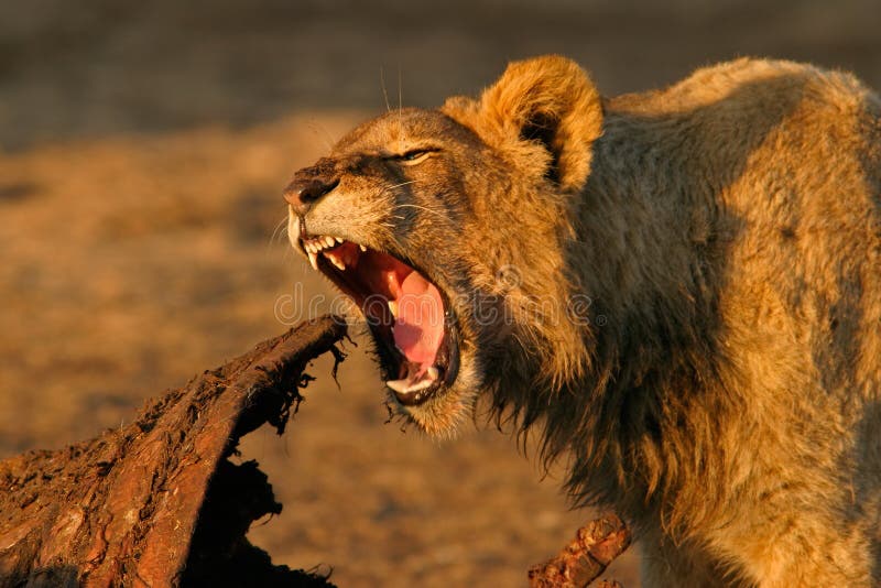 Feeding African lion