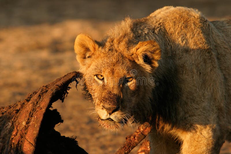 Feeding African lion