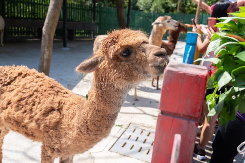 Feeding alpacas in zoo stock image. Image of wildlife 142413179