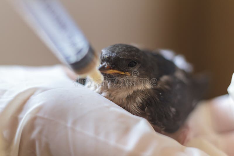 Baby Swallow With Open Mouth Being Fed With A Syringe ...