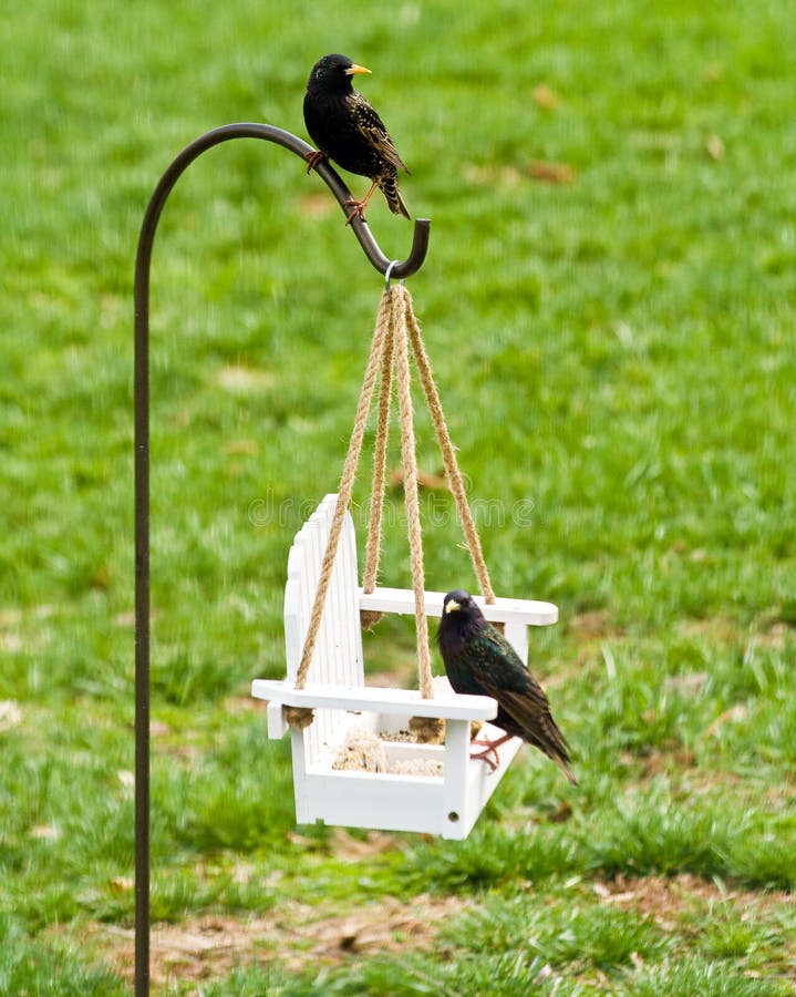 Feeding Backyard Birds Stock Photography Image 14452712
