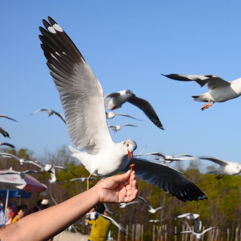 Feeding birds by hands stock photo. Image of hands, seagulls 51478150