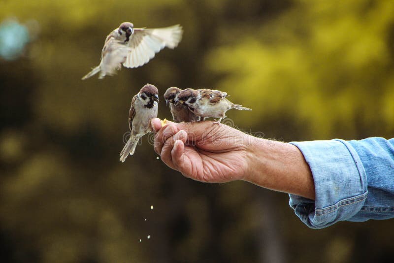 Feeding birds