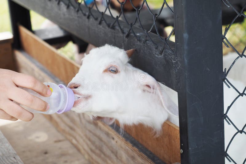 Feeding Bottle To Baby Lamb Stock Photo Image of wool, lamb 104398936