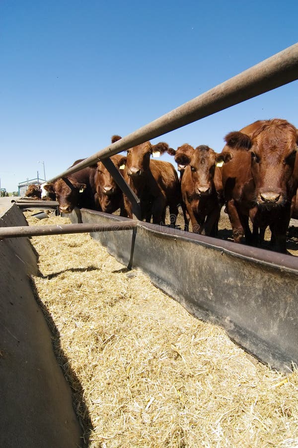 Download Feeding Bunks stock photo. Image of prairie, curious, manitoba - 468472