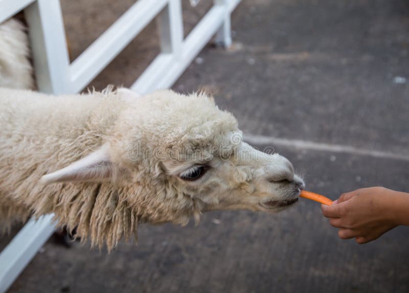 Alpaca with carrot stock image. Image of activity, lama 67042733