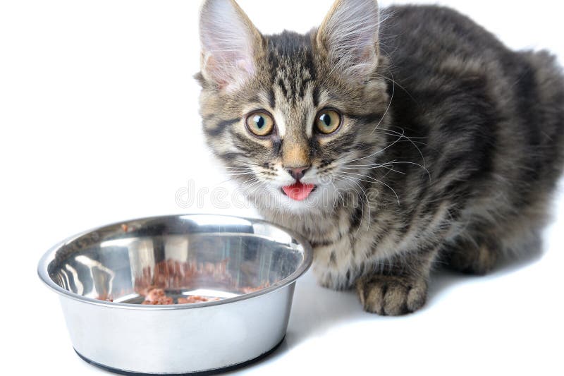 Feeding cat stock photo. Image of eating, behavior, domestic - 19574172