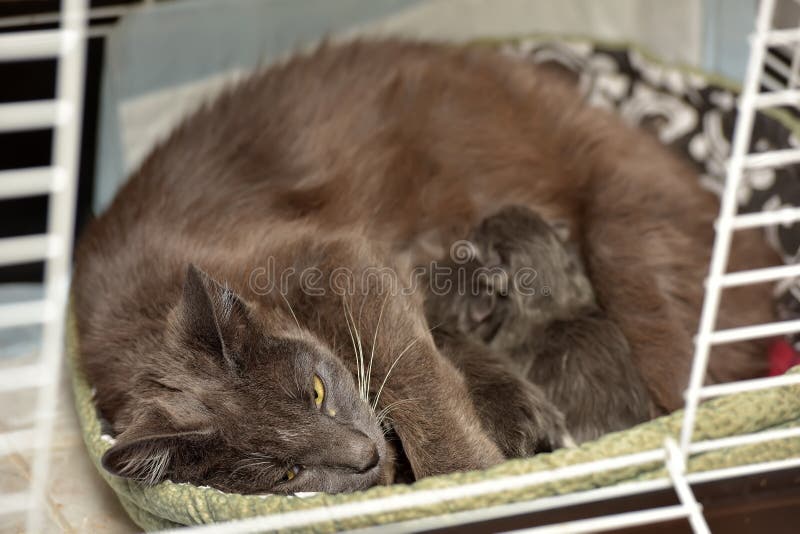Feeding the Cat with Newborn Kitten in a Cage Stock Image Image of