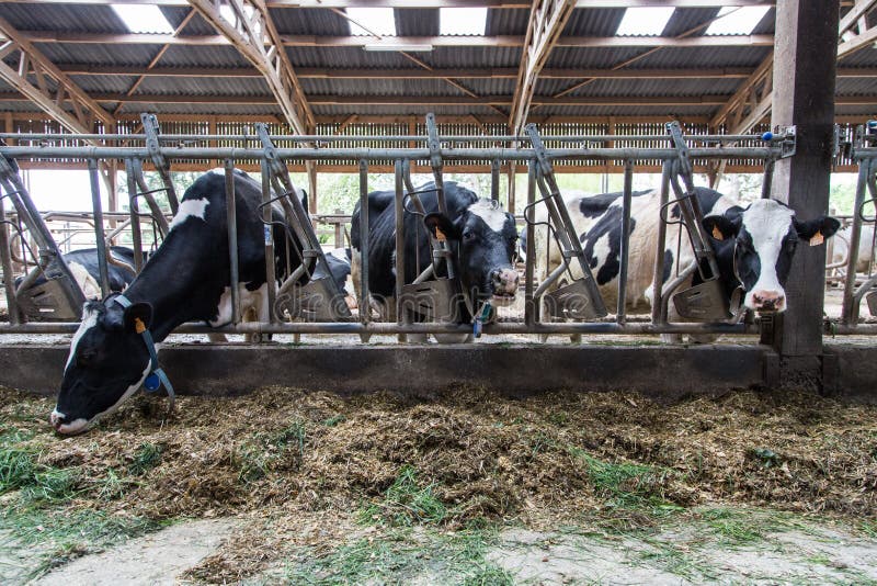 Feeding Cows in the barn