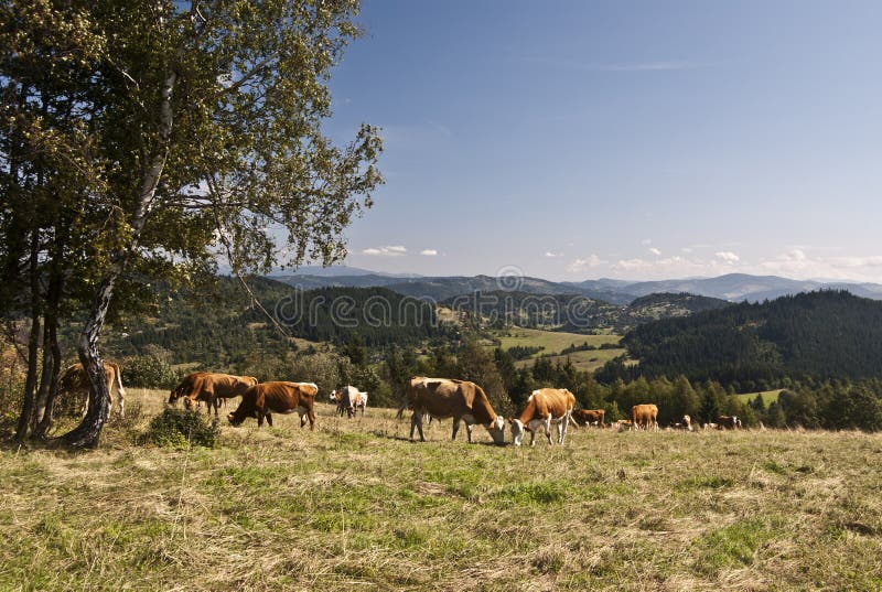 Feeding cows in summer nature