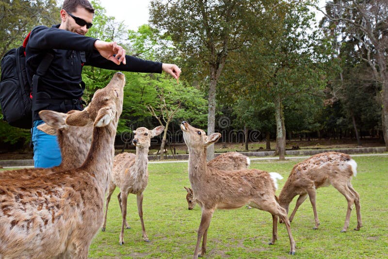 Feeding Deer Through The Car Window At The Wildlife Zoo Stock Photo