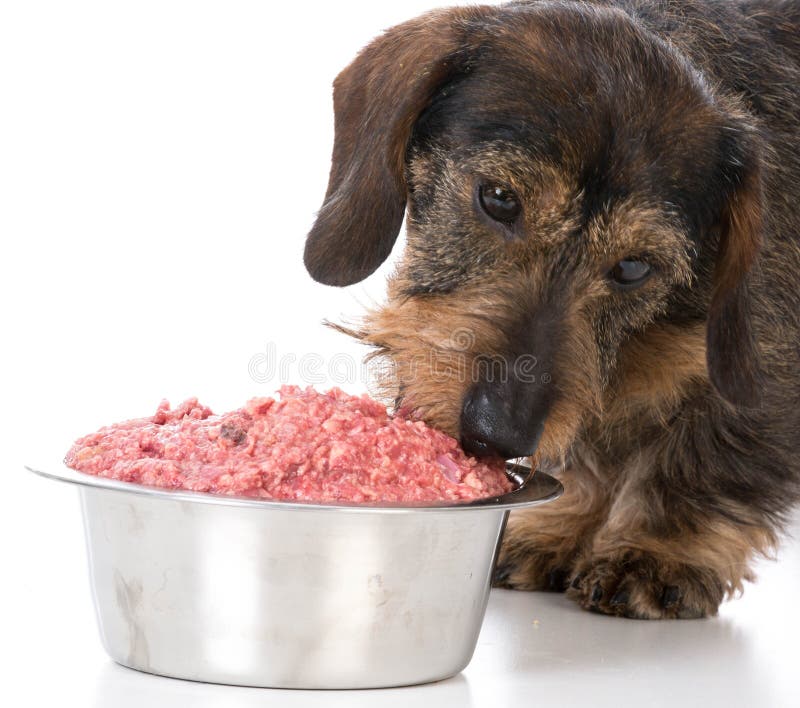 Feeding the dog raw food stock image. Image of decisions