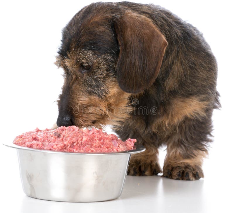 Feeding the dog raw food stock photo. Image of incentive