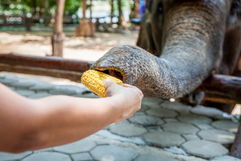 Feeding elephant with corn stock image. Image of animal 71898041