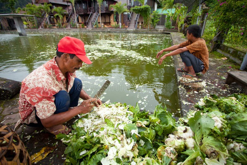 Feeding fish editorial photo. Image of shirt, botany 23441226