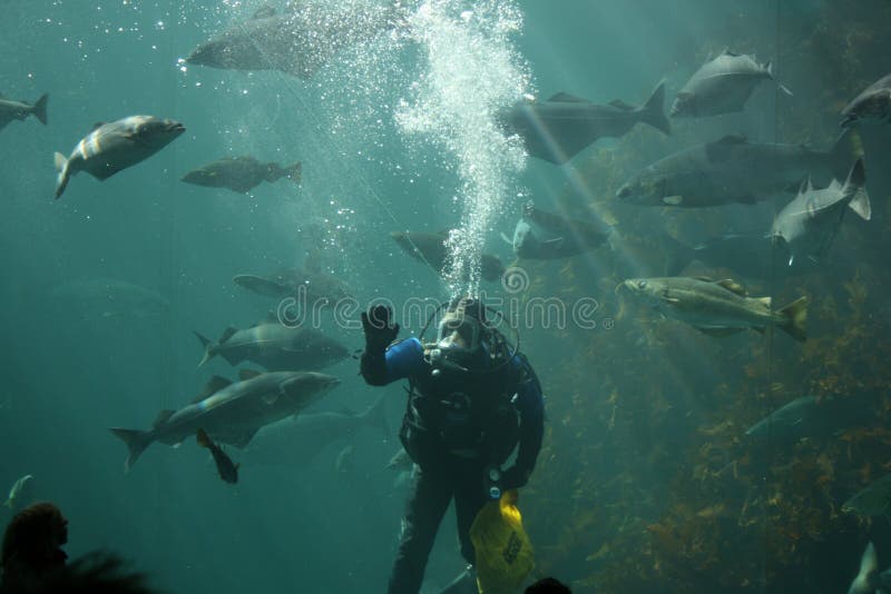 271 Scuba Diver Feeding Fish Stock Photos Free & RoyaltyFree Stock