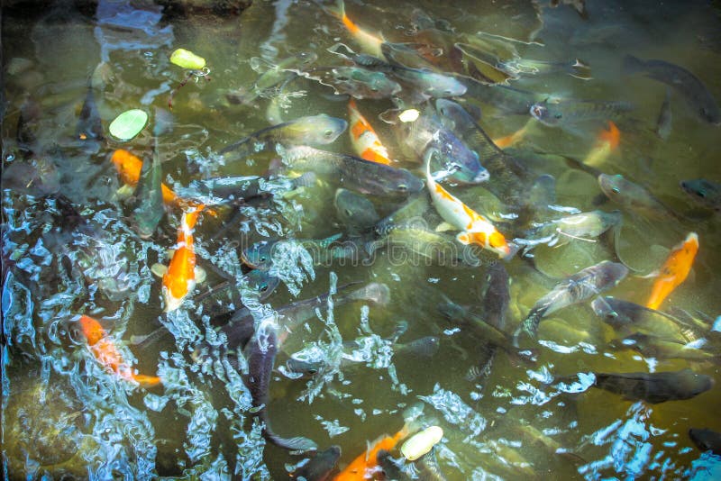 Feeding fish in pond stock image. Image of reflection 45555547