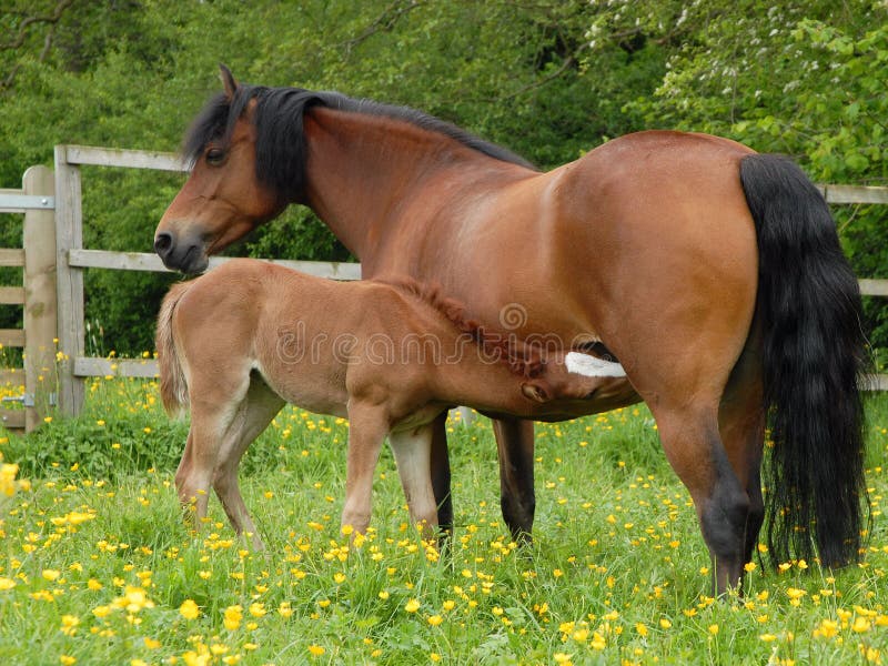 Feeding foal