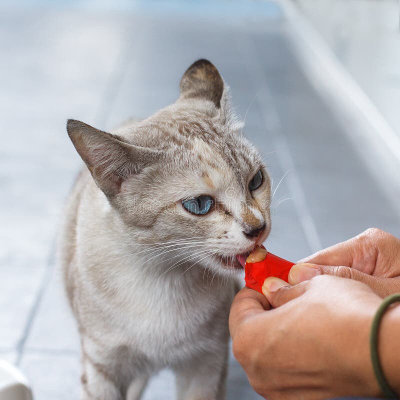 Feeding Food To Grey Stray Cat Stock Photos Free & RoyaltyFree Stock