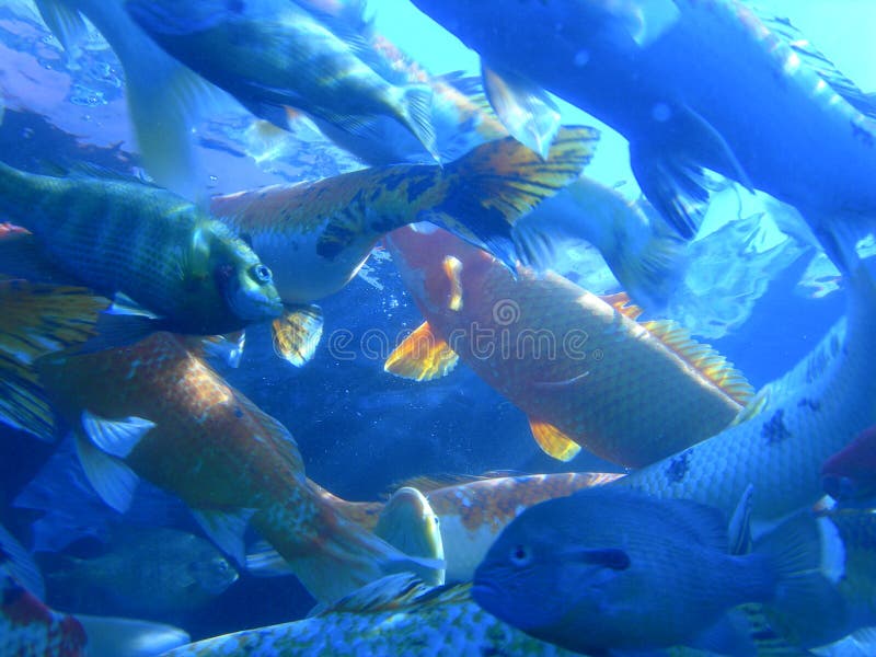 Feeding Frenzy stock image. Image of ocean, bass, karst 705365