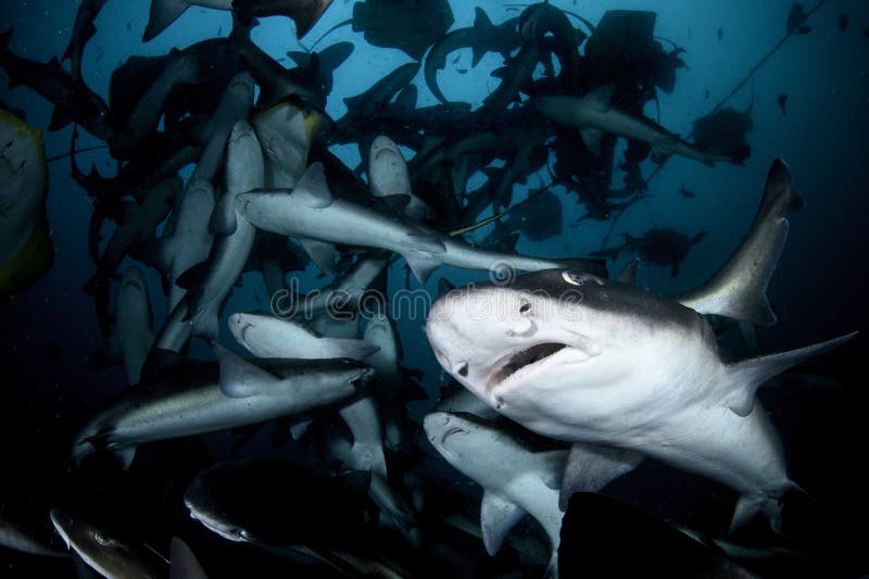 Close up photo of banded hound shark in feeding frenzy