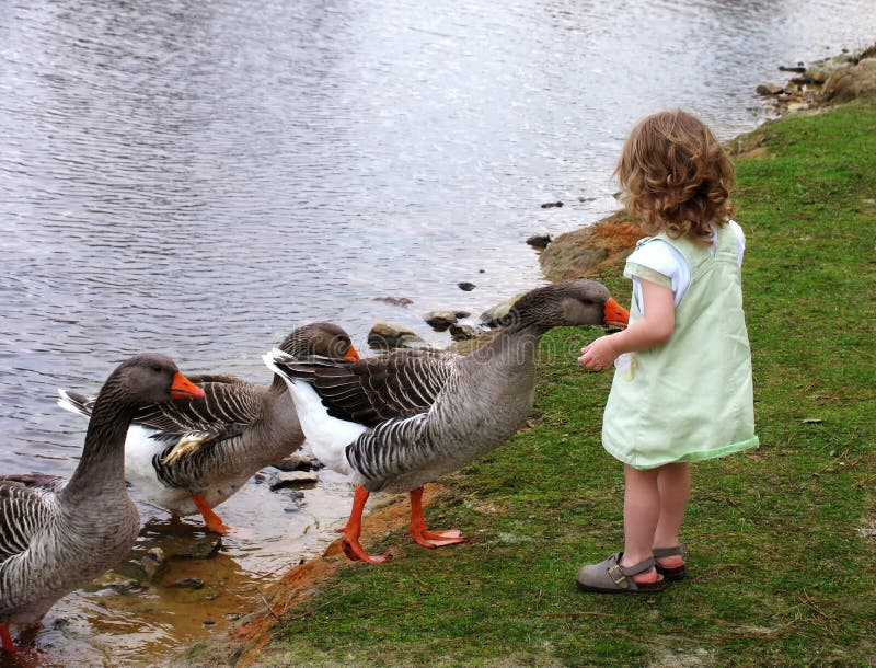 Dievčatko kŕmenie sivé husi pri jazere.