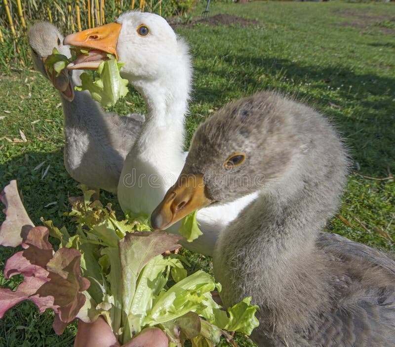 Feeding geese stock photo. Image of anser, spring, bird 93995746