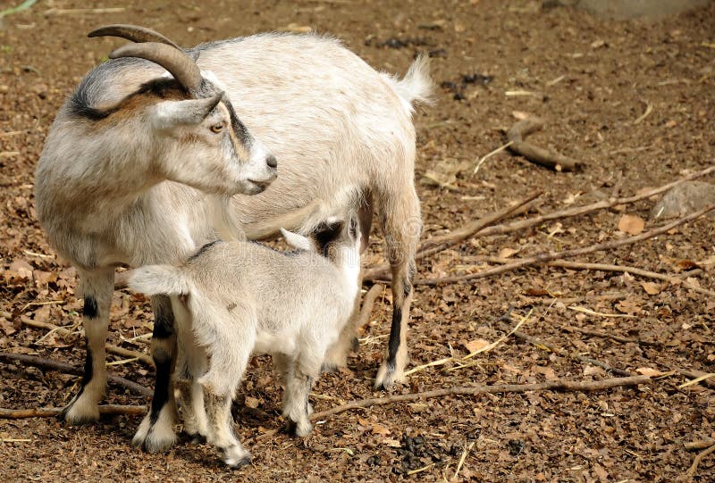 Feeding goat stock image. Image of family, care, farm 19874359